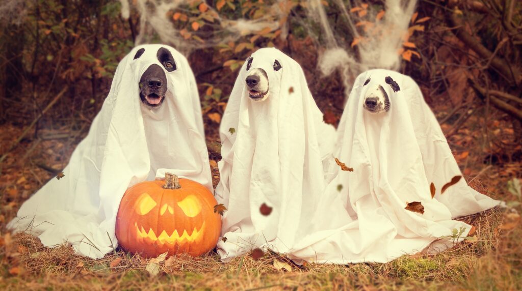 Tipico travestimento di Halloween da cane-fantasma